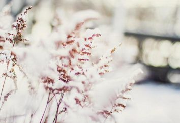 Merkmale der Anpassung an die Bedingungen der Existenz: Wo für die Winter krautigen Pflanzen verschwinden