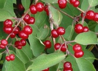 ¿Cuál es el nombre de baya roja? Arbusto con frutos rojos (foto)