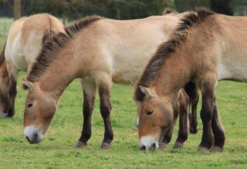 Mongola cavallo: descrizione e caratteristiche