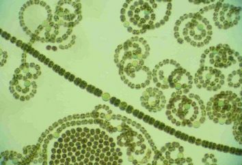 Cyanobakterien – ist … Cyanobakterien: Struktur, allgemeine Informationen