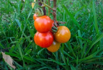 Pomidory w soku pomidorowym – przepis