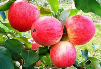 Apple Tree sogno: i segreti della coltivazione