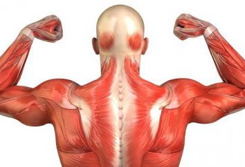 Muscle man: mise en page. Les noms des muscles humains