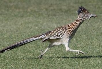 California-Cuckoo-piantaggine – un grande corridore