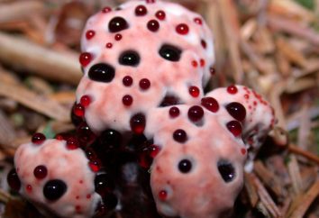 Ungewöhnlicher „Ausbluten“ Pilz. Pilz „Ausbluten Zahn“ – essbar oder nicht?