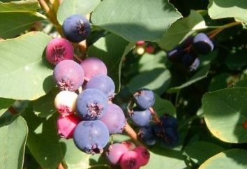 Saskatoon: la plantation et l'entretien des arbustes fruitiers