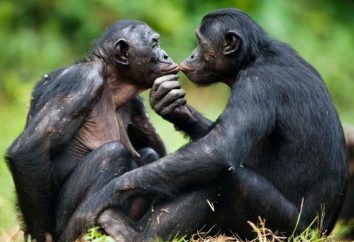 Bonobo mono – el mono más inteligente del mundo