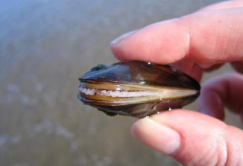 Mussel: la structure et le mode de vie
