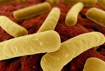 La bactérie Clostridium difficile bactérie