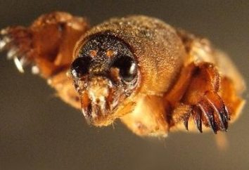 Giardino monster cricket – mordere e divorare!