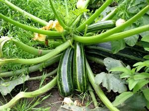 Wie eine Zucchini wachsen? Tipps für eine gute Ernte