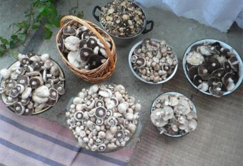 Cogumelos Crimeia. Crimeia cogumelos comestíveis: descrição, fotos