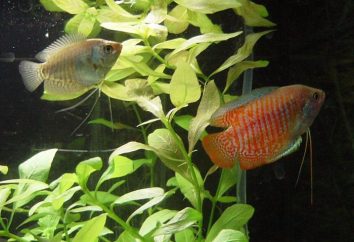 Nain poissons d'aquarium gourami: le contenu, la maintenance, la compatibilité