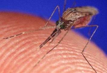 Pytanie: Dlaczego komary gryzą swędzenie?
