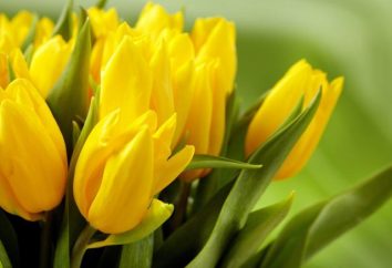 Tulipany. Odmian tulipanów: nazwa i opis
