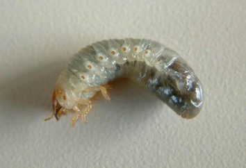 Como o larva de barata? Como se livrar de larvas de baratas