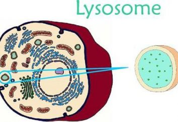 Co jest lizosomach: struktury, składu i funkcji lizosomów