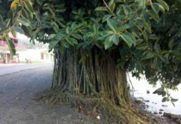 Ficus elastica. Ficus Elastica. Cura e coltivazione di casa