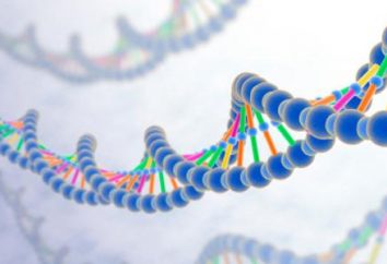 Gen Klasyfikacja – strukturalna i funkcjonalna