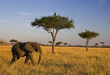 Savana africana: foto. Animali savana africana