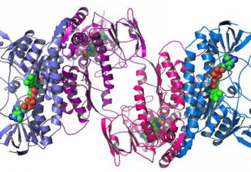 Die Schutzfunktion von Proteinen. Die Struktur und Funktion von Proteinen