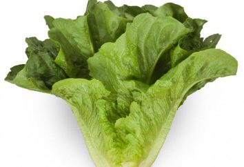 Salade « verte ». Cuisine délicieuse salade (recettes)
