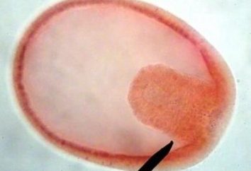 foglietti embrionali: loro tipi e caratteristiche strutturali