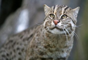 Civet gatto – un docile predatore