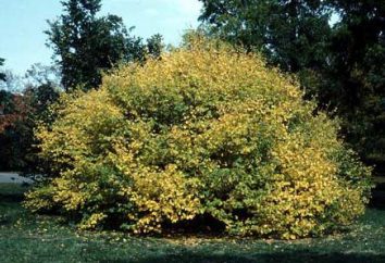 Hazel – un arbusto o un árbol? Descripción avellana y fotos
