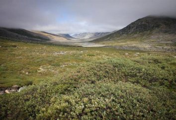 Specjalnie zabezpieczone elementy przyrody tundra. Rośliny i zwierzęta z tundry