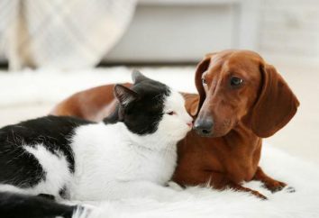 Toxoplasmosi nei cani: sintomi, il trattamento e la prevenzione