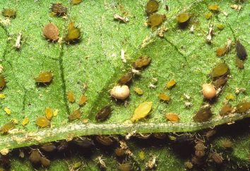 Los áfidos a los pepinos en un invernadero: cómo luchar? Los remedios caseros. Métodos para combatir los áfidos sobre pepinos en un invernadero: reseñas, fotos