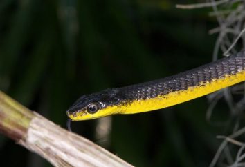 Zheltobryuhaya wąż w domu: wskazówki dotyczące aranżacji klatki i treści