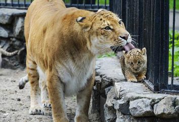 Ligers – mieszańce lwy i tygrysy