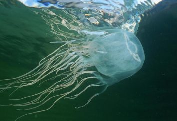 osa morska (meduzy) – śmiertelny potwór morski