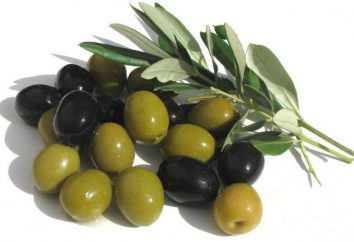 L'olivo europea: la descrizione, la cura, la coltivazione, l'allevamento, recensioni
