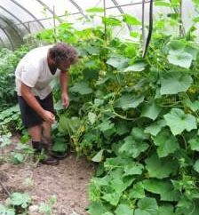 ¿Sabe usted cómo atar correctamente los pepinos en invernaderos?