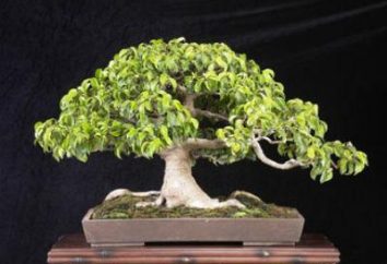 La riproduzione di Ficus Benjamin e cura delle piante