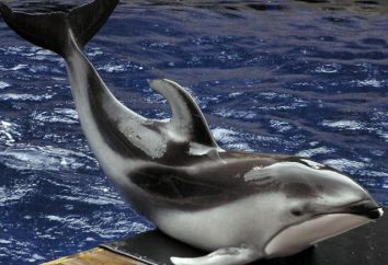 golfinho-de-bico-branco: Descrição. Estilo de vida em um ambiente natural