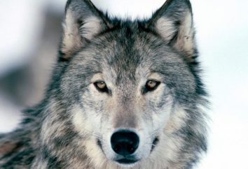 loup hurlant … Et devrions-nous avoir peur?