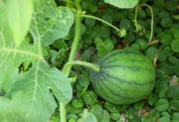 Como crescer uma melancia na faixa do meio?