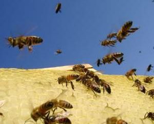Come sbarazzarsi delle api sul tuo sito