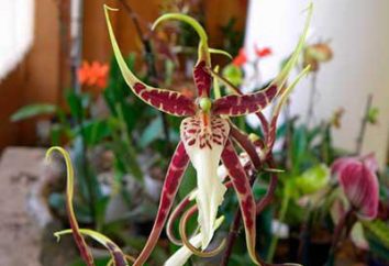 O valor da orquídea flor – símbolo do amor e da paixão