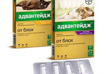 "Advanteydzh" para gatos: instrução, indicações, dosagem. medicamentos veterinários