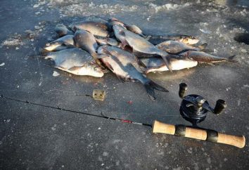 chargeur d'hiver avec de la glace: snap. secrets de pêche