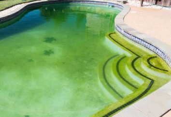 Das Wasser im Pool grün worden, was zu tun ist? praktische Empfehlungen