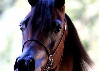 Arabian Horse – cud natury