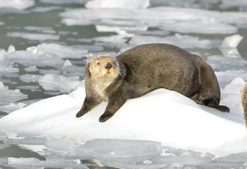 Sea Otter animale del mare: aspetto, i comportamenti e la dieta
