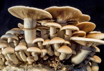 Cogumelos shlyapochnye. Como comer amanita?