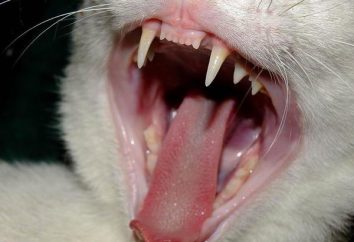 Parodontose bei Katzen: Behandlung zu Hause